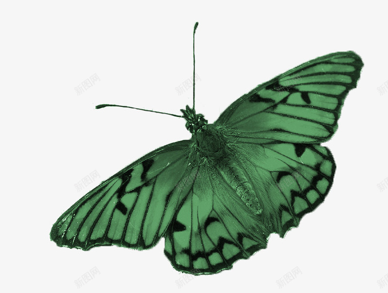 真实的蝴蝶png免抠素材_新图网 https://ixintu.com 绿色的蝴蝶真是的彩色