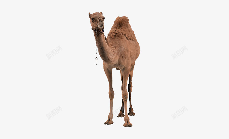沙漠骆驼png免抠素材_新图网 https://ixintu.com 动物 沙漠 骆驼