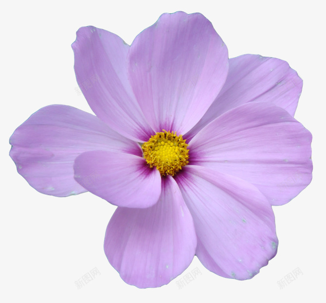 紫色绽放花朵黄色花芯png免抠素材_新图网 https://ixintu.com 紫色 绽放 花朵 黄色
