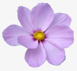紫色绽放花朵黄色花芯素材