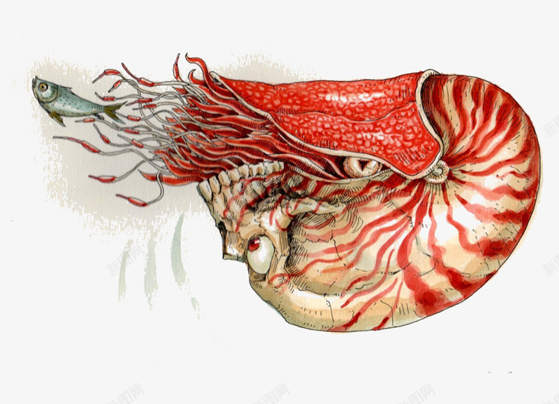 跳不掉的小鱼png免抠素材_新图网 https://ixintu.com 小鱼 海洋动物 章鱼 红色 装饰画