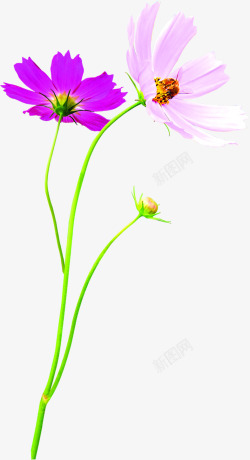 紫色田园花朵蜜蜂采蜜素材