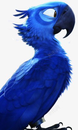里约大冒险的男猪脚蓝鸟素材