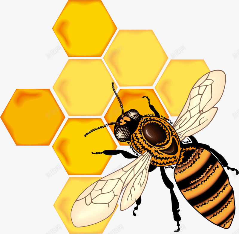 可爱卡通手绘蜜蜂蜜蜂采蜜png免抠素材_新图网 https://ixintu.com 可爱卡通手绘 蜜蜂 蜜蜂采蜜