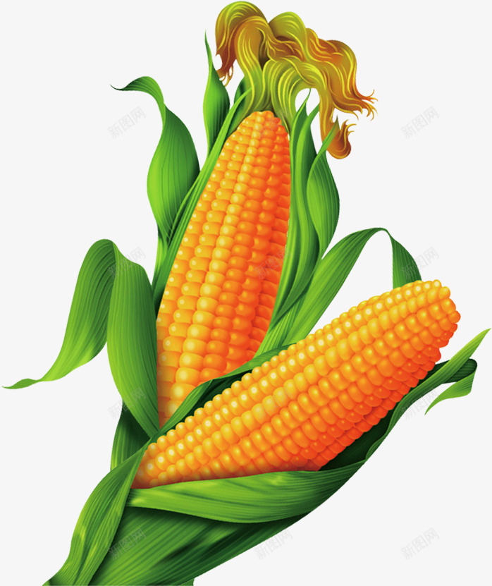两个金黄的玉米背景png免抠素材_新图网 https://ixintu.com 图片 玉米 背景 金黄