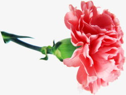红色鲜花康乃馨母亲节花朵素材