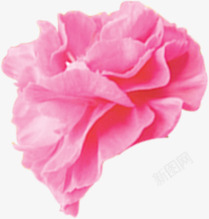 粉色鲜花康乃馨花朵母亲节素材