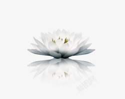 花朵白色花朵倒影装饰素材