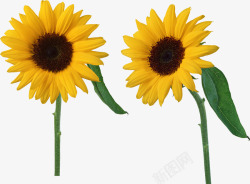 两个向日葵实物向日葵标志高清图片