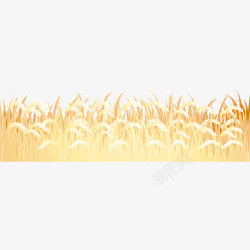 金黄色水稻金黄的水稻高清图片