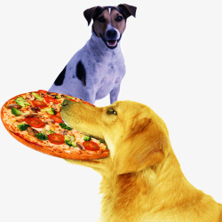 狗狗披萨实物狗狗吃饼高清图片