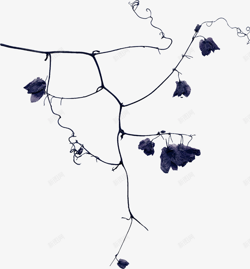 黑色枝叶png免抠素材_新图网 https://ixintu.com 叶子 枝叶 枝条 树叶