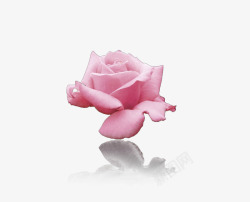 粉色玫瑰倒影素材