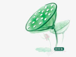 荷花绽放素材