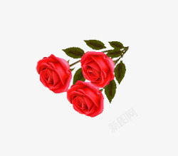 三朵红玫瑰素材