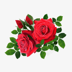 两朵妖姬的红色玫瑰素材