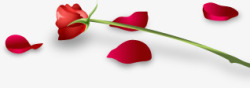 红色鲜花玫瑰植物节日礼物素材