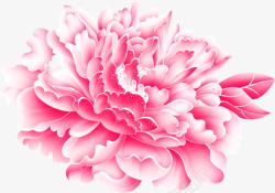 粉色完美绽放花朵花瓣素材
