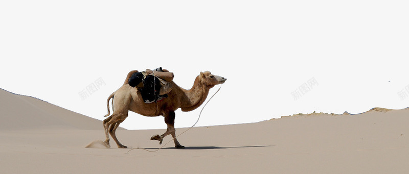沙漠中的骆驼png免抠素材_新图网 https://ixintu.com 大骆驼 戈壁 沙漠 骆驼