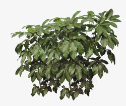 绿植大叶素材