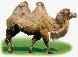 耐劳沙漠中的骆驼高清图片