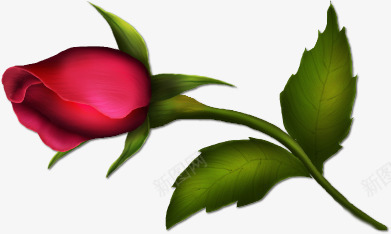 红色玫瑰花psd免抠素材_新图网 https://ixintu.com 植物 热恋 爱情 红色玫瑰花