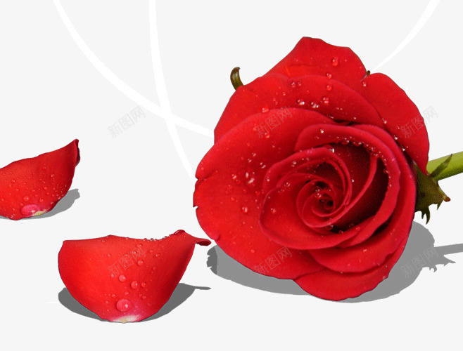 玫瑰和飘落的花瓣png免抠素材_新图网 https://ixintu.com 玫瑰 红色 花瓣