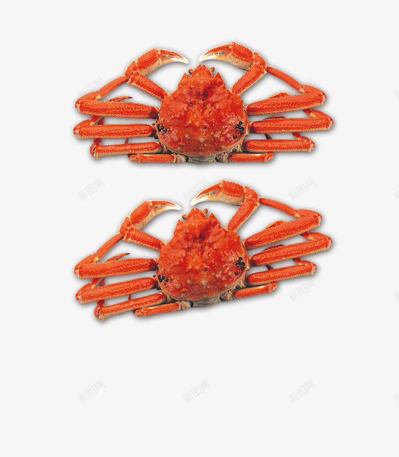 两只螃蟹png免抠素材_新图网 https://ixintu.com 健康食品 美食 螃蟹