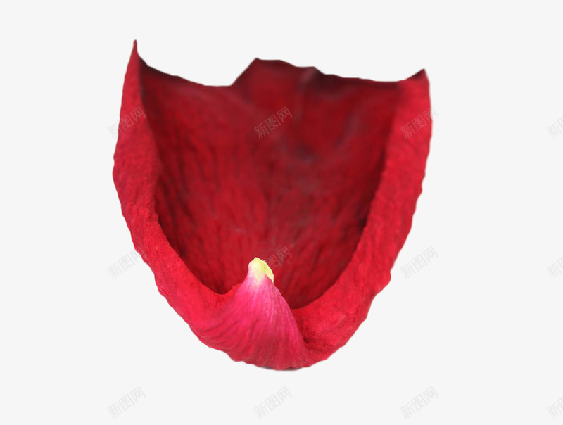 红色花瓣png免抠素材_新图网 https://ixintu.com 唯美 地上的花瓣 植物 玫瑰花瓣 红色 花卉 花瓣 落地的花瓣 落花