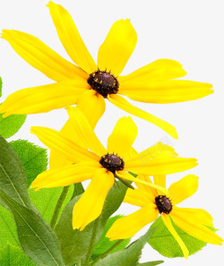 黄色花朵自然风光素材