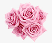 绽放粉色玫瑰海报背景七夕情人节素材