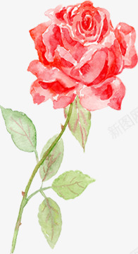 红色手绘花朵植物玫瑰png免抠素材_新图网 https://ixintu.com 植物 玫瑰 红色 花朵 设计