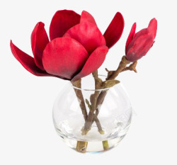 红色花苞玫瑰滋养素材