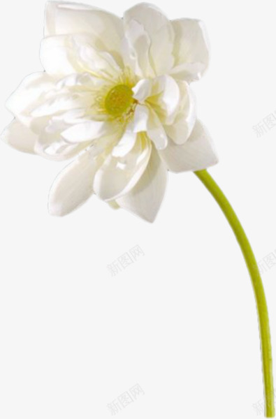 白色绽放洁净花朵png免抠素材_新图网 https://ixintu.com 图片 洁净 白色 绽放 花朵