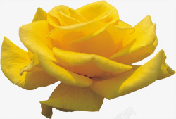 一朵黄玫瑰一朵绽放的黄玫瑰高清图片