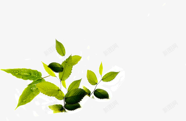 室内的植物png免抠素材_新图网 https://ixintu.com 室内 植物 生长