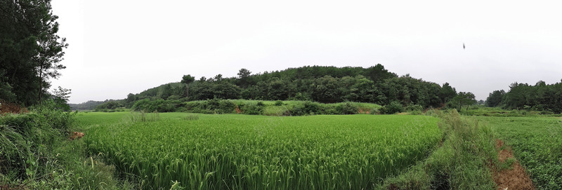 麦田风景图png免抠素材_新图网 https://ixintu.com 山丘 田园风光 麦田