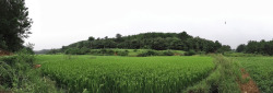 风景图麦田麦田风景图高清图片