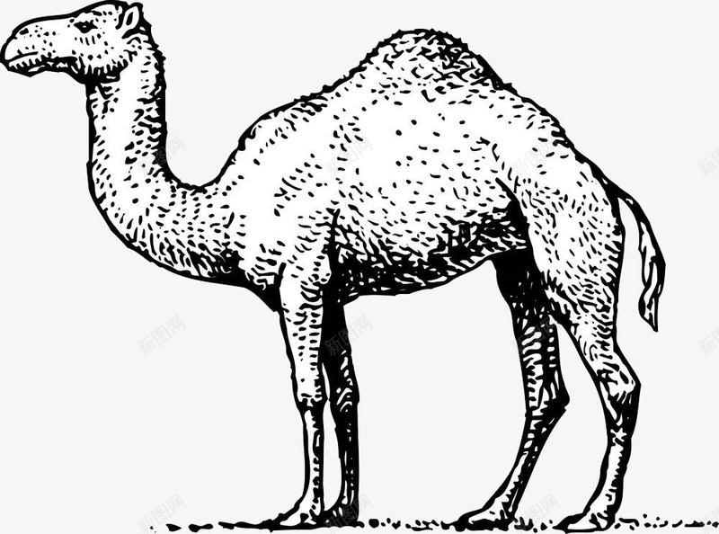 卡通手绘骆驼png免抠素材_新图网 https://ixintu.com 动物 卡通手绘 沙漠动物 驼峰 驼队 骆驼