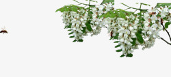 白色花朵蜜蜂素材