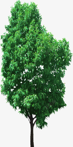 绿色柳树素材