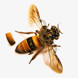 蜜蜂标本素材