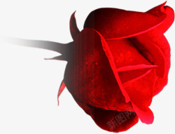 红色玫瑰花效果素材