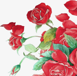 浪漫热情红色玫瑰手绘素材