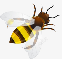 单只蜜蜂图片卡通蜜蜂高清图片