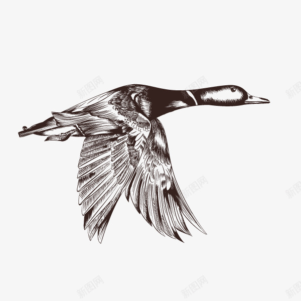 卡通素描飞翔的鸟png免抠素材_新图网 https://ixintu.com 手绘 森林野生动物 素描 线描鸟 羽毛 翅膀 飞翔的鸟