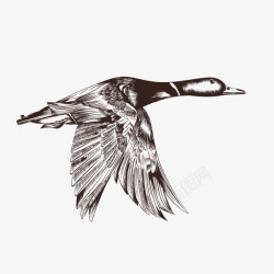 森林野生动物卡通素描飞翔的鸟高清图片