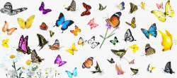 各类蝴蝶蝴蝶透明背景高清图片