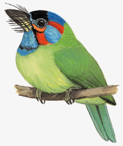 绿色医生蓝耳拟啄木鸟高清图片