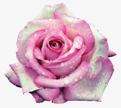 带水珠的玫瑰花素材